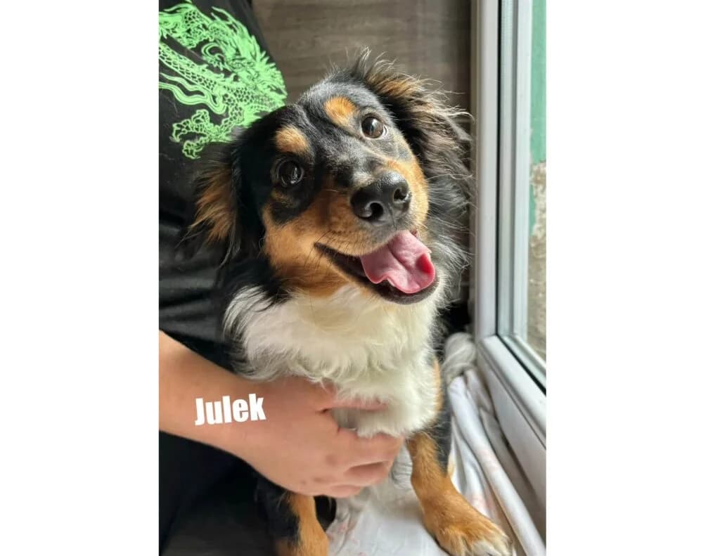 Julek,  mixed breed for adoption at Przytulisko U Wandy
