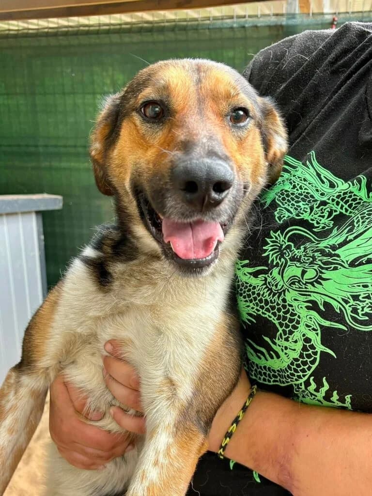 Junior, mixed breed for adoption at Przytulisko U Wandy