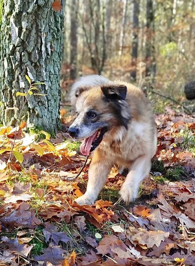 Kaktus,  (Przytulisko U Wandy)