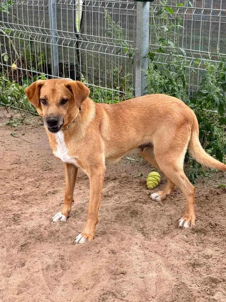 Koda,  (Przytulisko U Wandy)