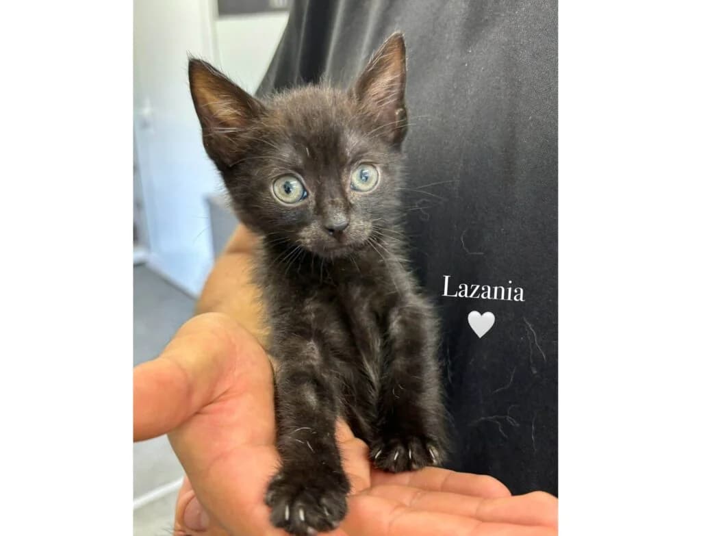 Lazania,  mixed breed for adoption at Przytulisko U Wandy