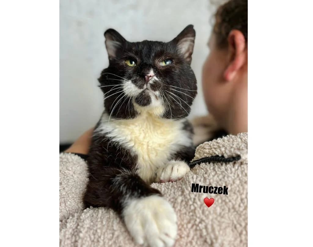 Mruczek,  mixed breed for adoption at Przytulisko U Wandy