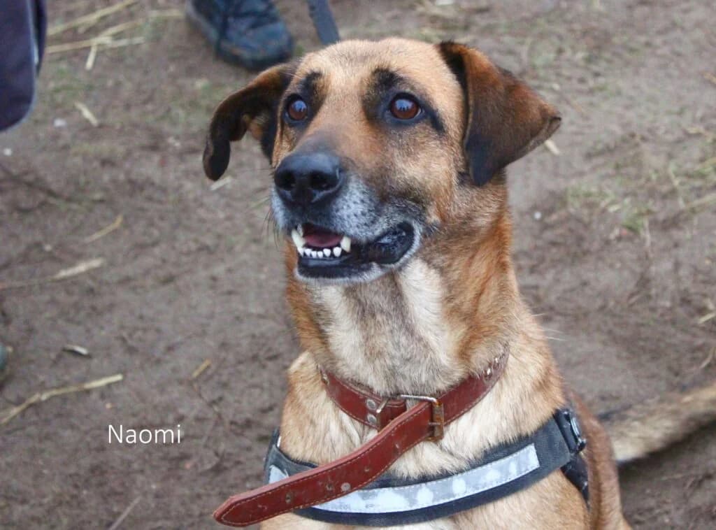 Naomi,  (Przytulisko U Wandy)