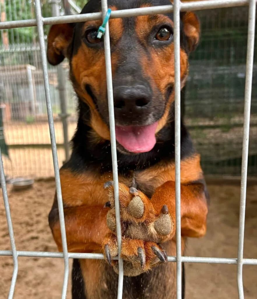 Song,  mixed breed for adoption at Przytulisko U Wandy