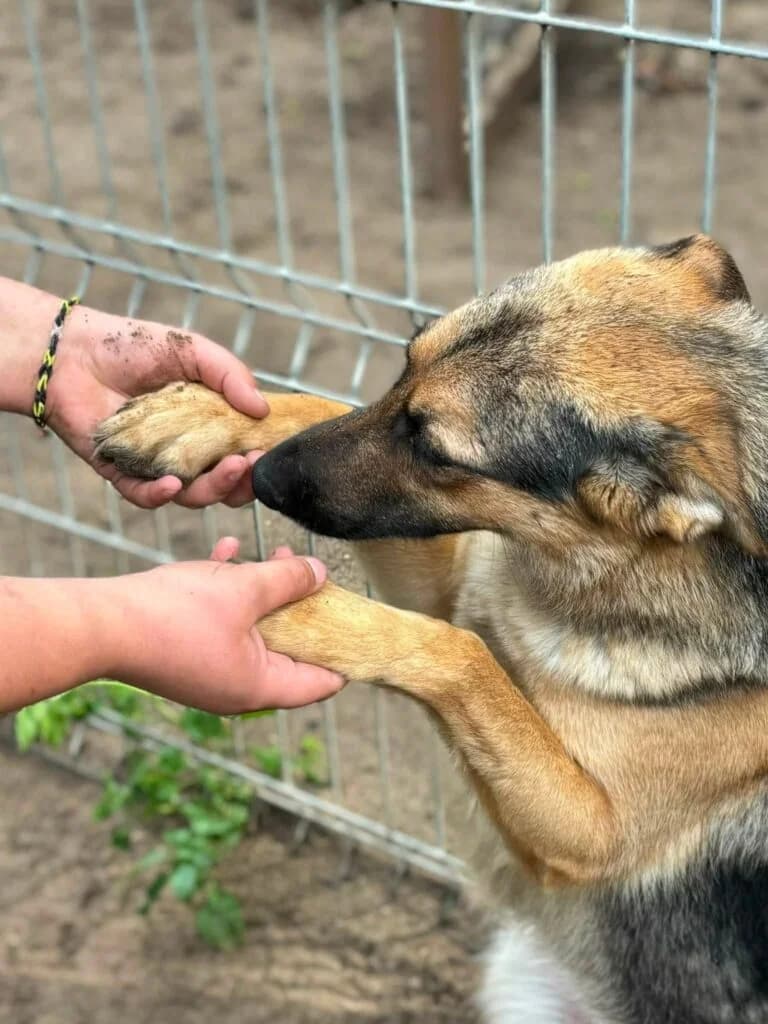 Stina, mixed breed for adoption at Przytulisko U Wandy
