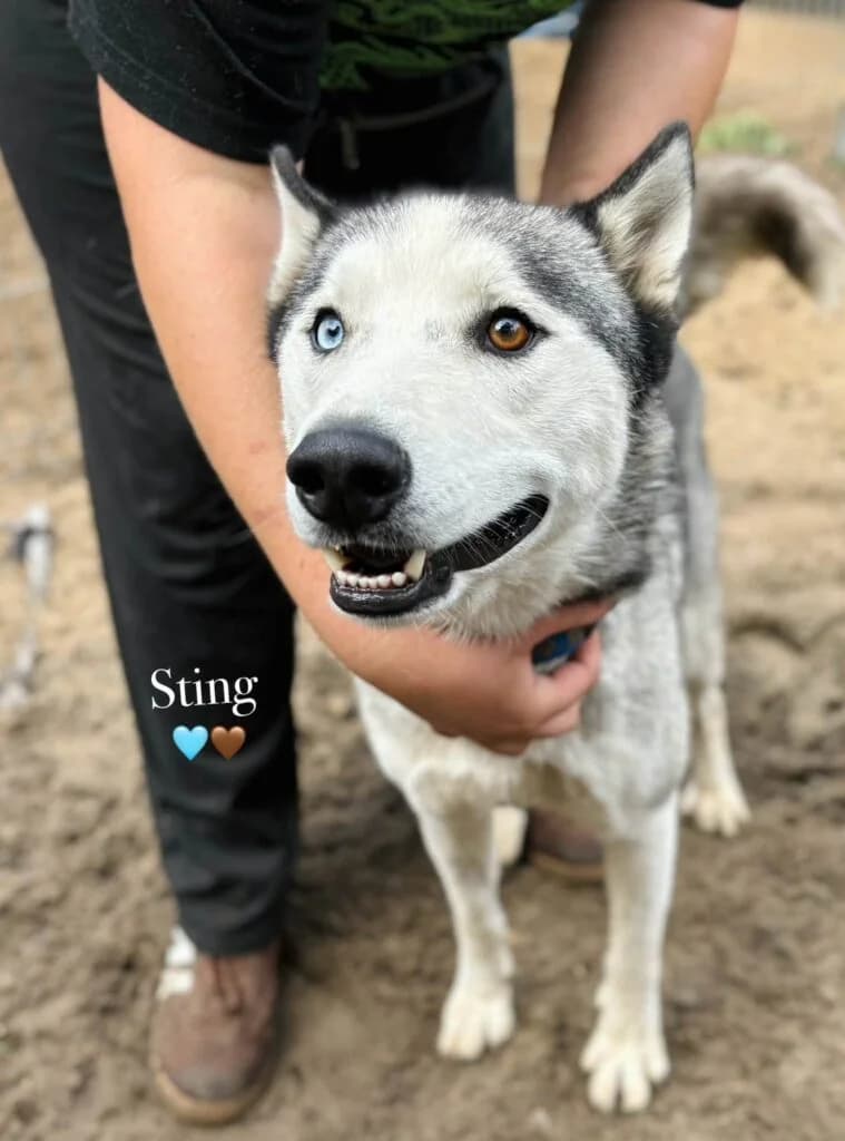 Sting, mixed breed for adoption at Przytulisko U Wandy
