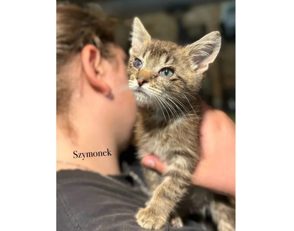 Szymonek,  mixed breed for adoption at Przytulisko U Wandy