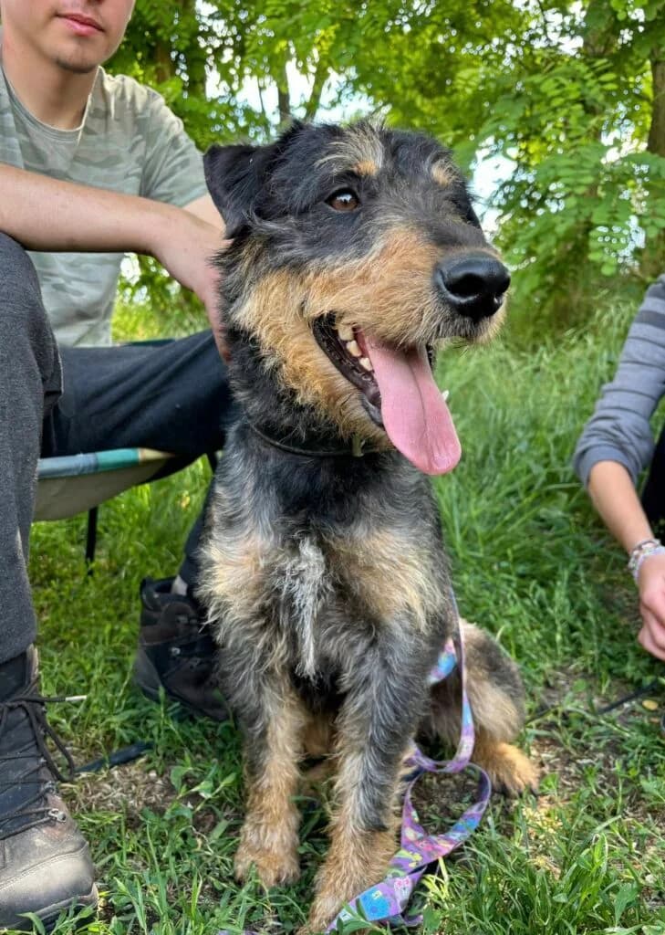 Terry,  mixed breed for adoption at Przytulisko U Wandy