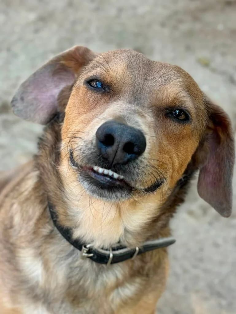Werterek, mixed breed for adoption at Przytulisko U Wandy