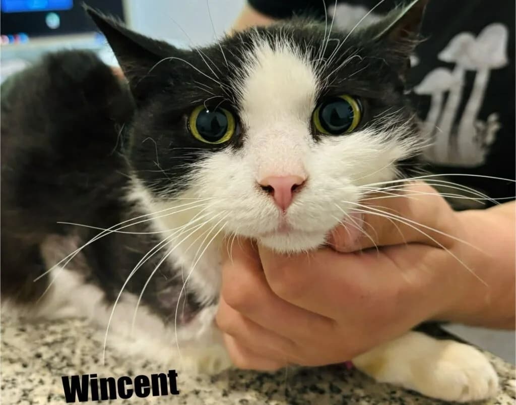 Wincent,  mixed breed for adoption at Przytulisko U Wandy
