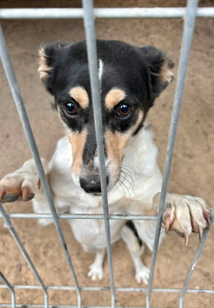 Żarcik,  mixed breed for adoption at Przytulisko U Wandy