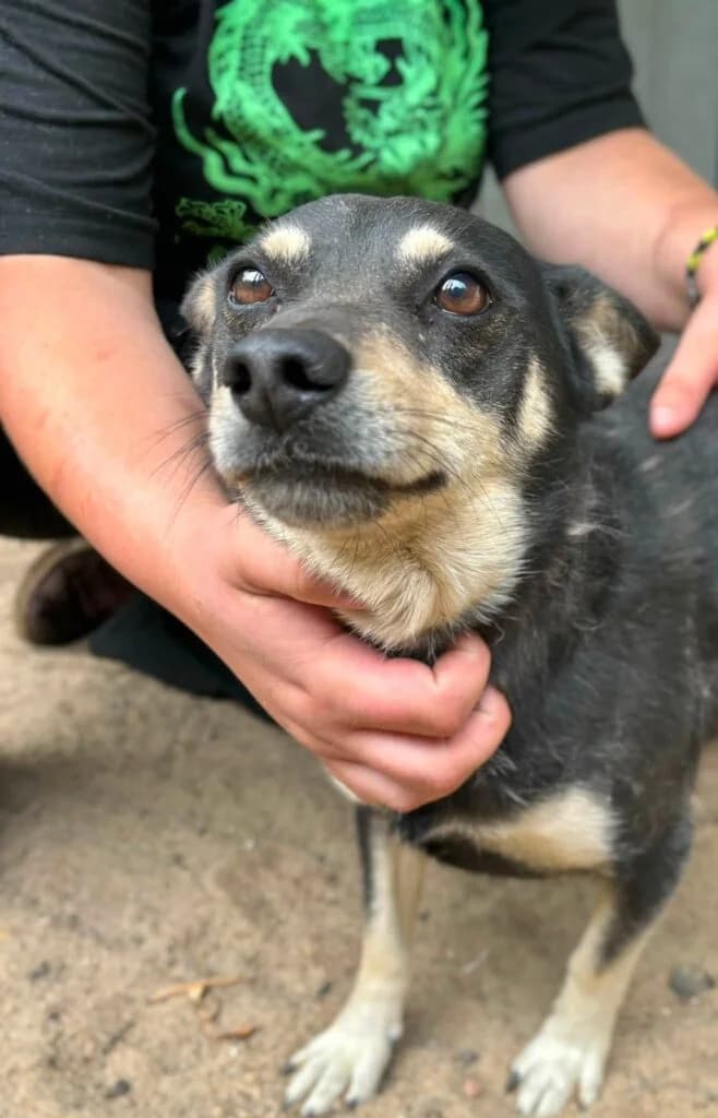 Żaruś,  mixed breed for adoption at Przytulisko U Wandy