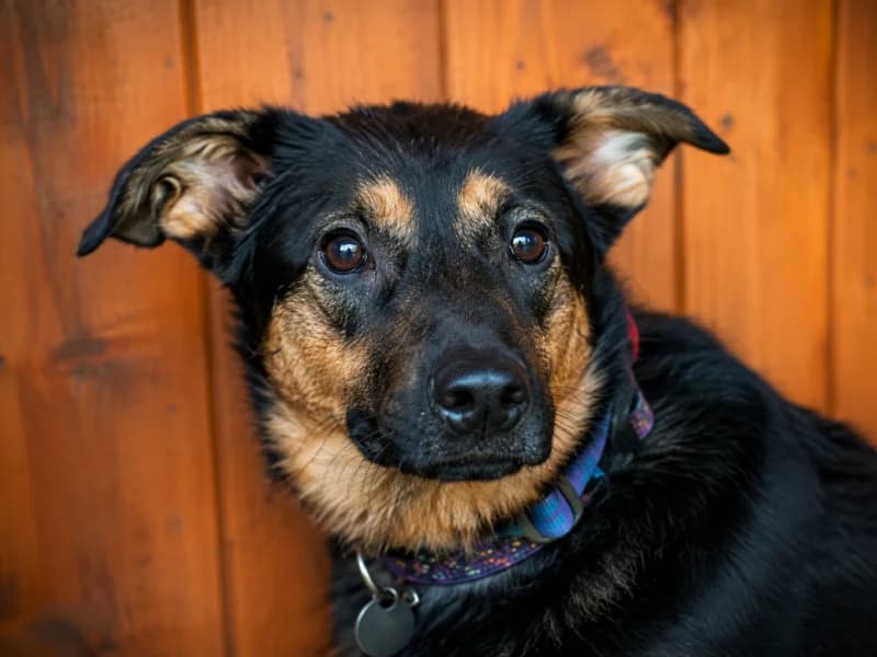 Alva,  Mixed Breed for adoption at Fundacja Azylu pod Psim Aniolem, Warszawa