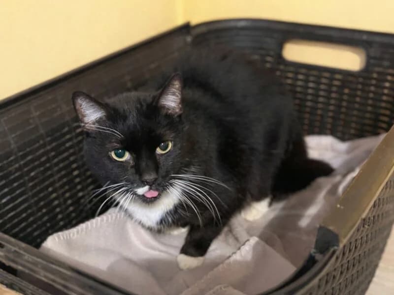 Ambi,  senior Mixed Breed for adoption at Fundacja Azylu pod Psim Aniolem, Warszawa