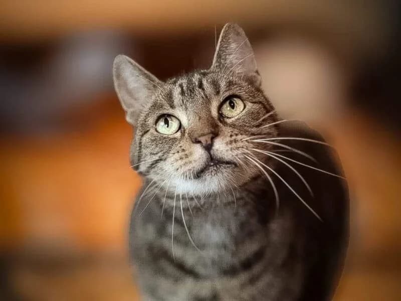 Ami,  senior Mixed Breed for adoption at Fundacja Azylu pod Psim Aniolem, Warszawa