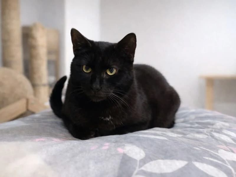 Awizo,  7yo Mixed Breed for adoption at Fundacja Azylu pod Psim Aniolem, Warszawa