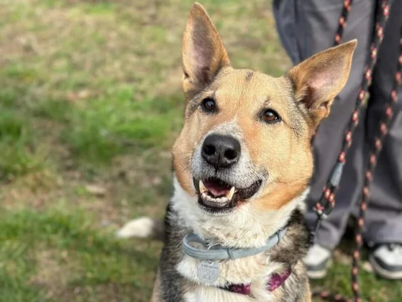Bilbo,  senior Mixed Breed for adoption at Fundacja Azylu pod Psim Aniolem, Warszawa
