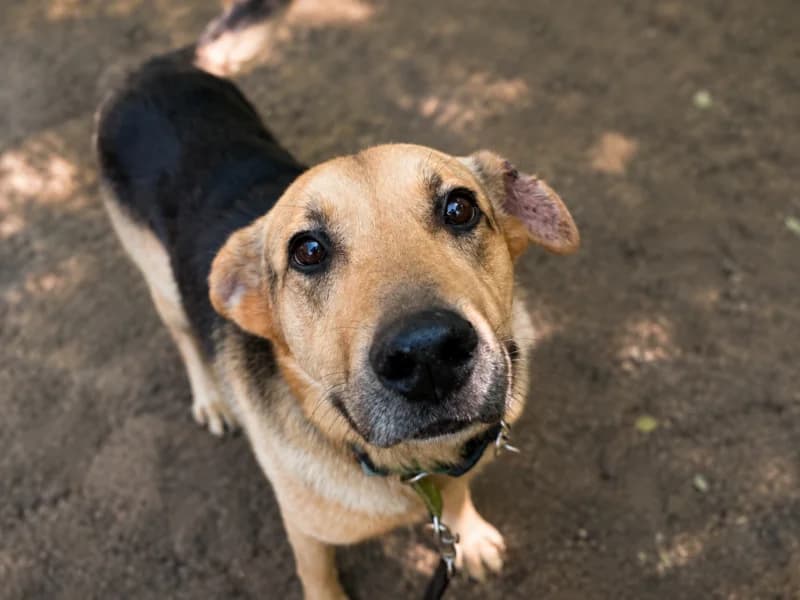 Brego,  Mixed Breed for adoption at Fundacja Azylu pod Psim Aniolem, Warszawa