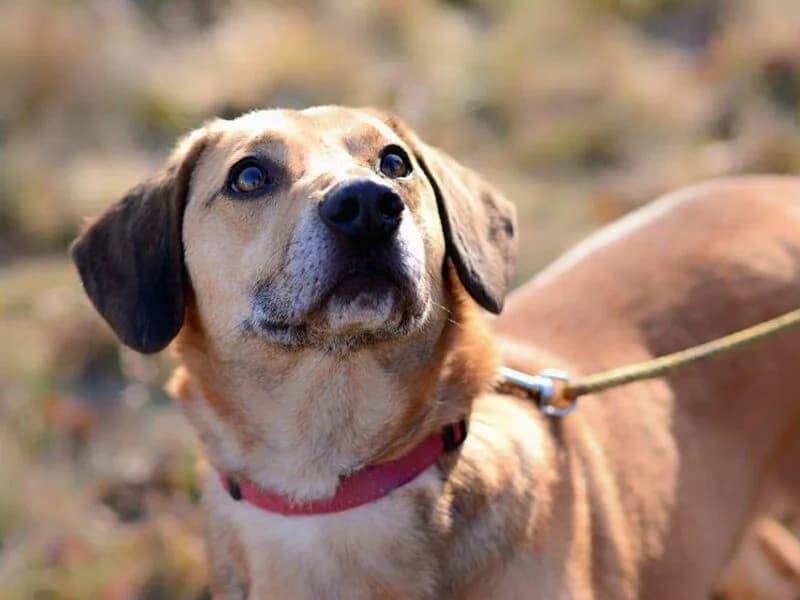 Bruno,  senior Mixed Breed for adoption at Fundacja Azylu pod Psim Aniolem, Warszawa
