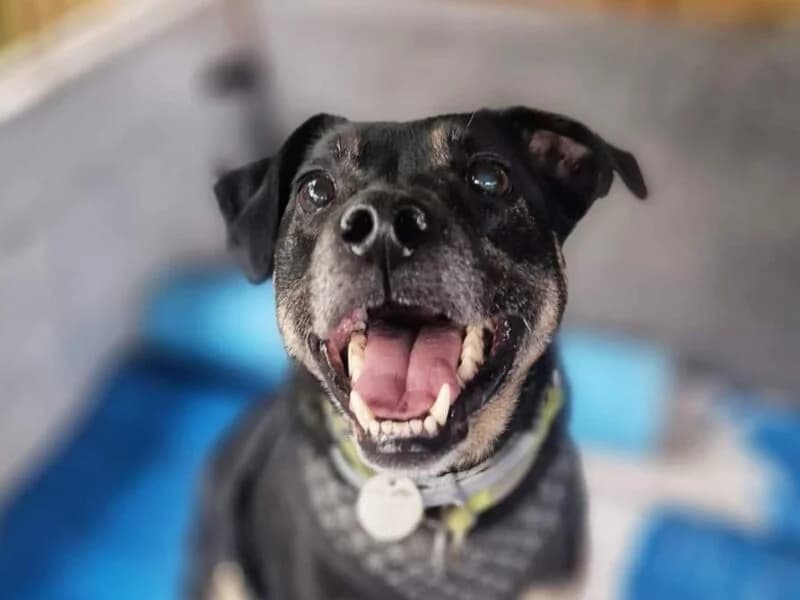Bzyczek,  senior Mixed Breed for adoption at Fundacja Azylu pod Psim Aniolem, Warszawa