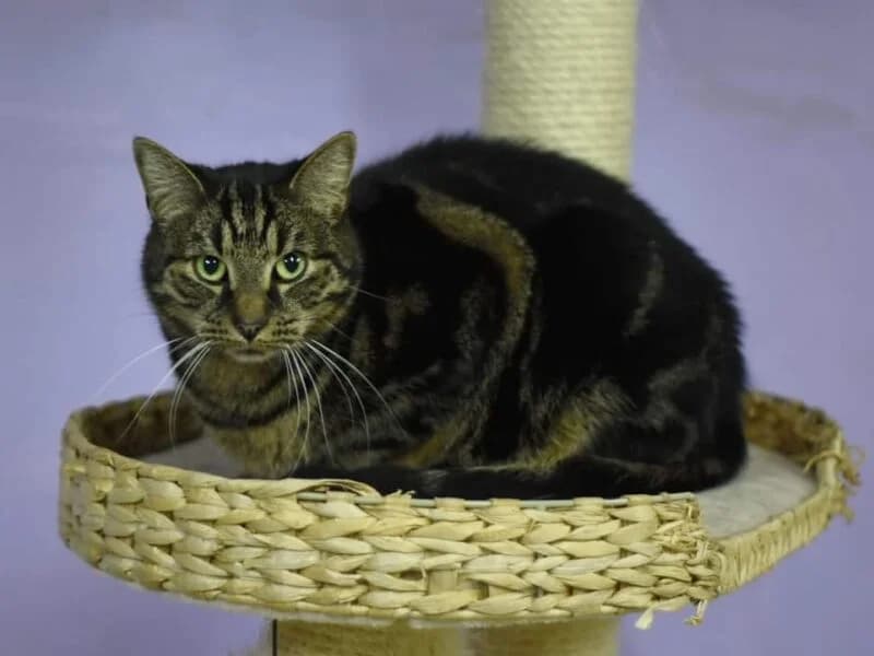 Dongo,  senior Mixed Breed for adoption at Fundacja Azylu pod Psim Aniolem, Warszawa