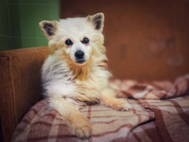 Drzemka, senior Mixed Breed for adoption at Fundacja Azylu pod Psim Aniolem, Warszawa
