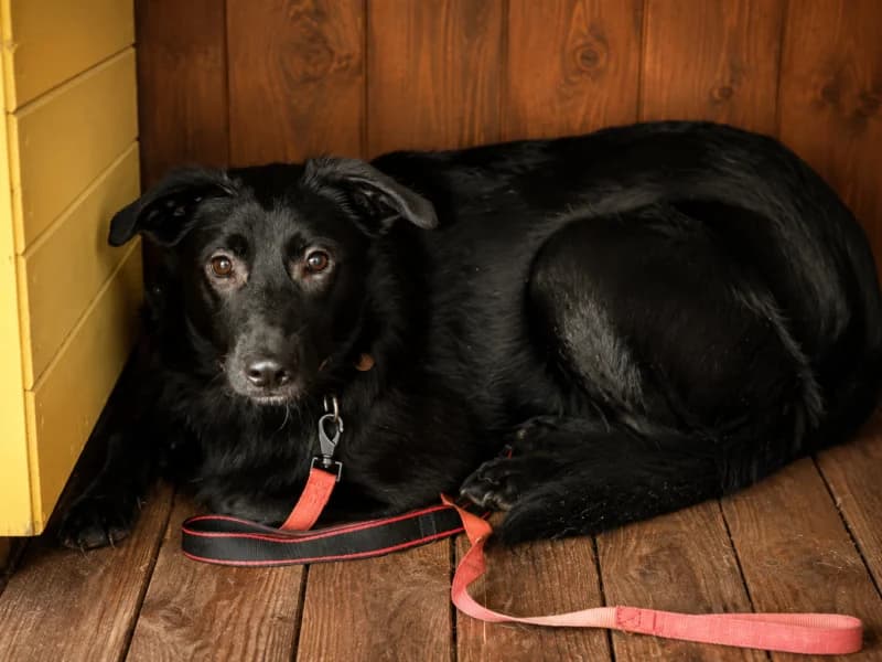 Echo,  Mixed Breed for adoption at Fundacja Azylu pod Psim Aniolem, Warszawa