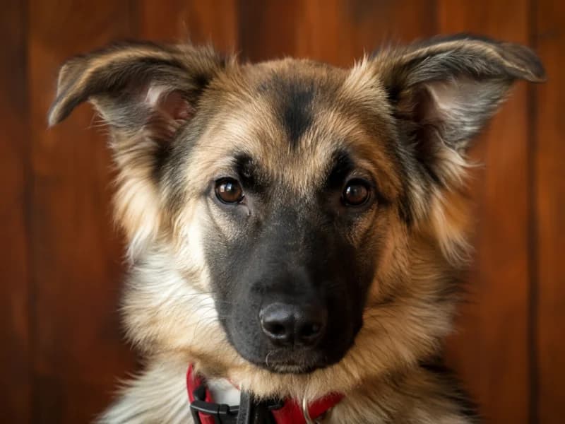 Eira,  Mixed Breed for adoption at Fundacja Azylu pod Psim Aniolem, Warszawa