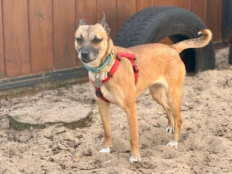 Elfi, Mixed Breed (Fundacja Azylu pod Psim Aniolem)
