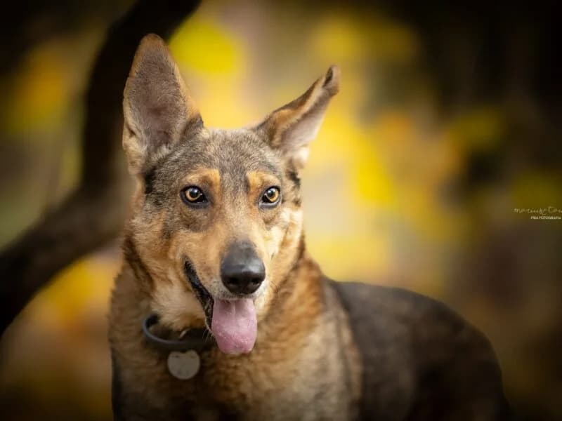 Ellen, Mixed Breed (Fundacja Azylu pod Psim Aniolem)