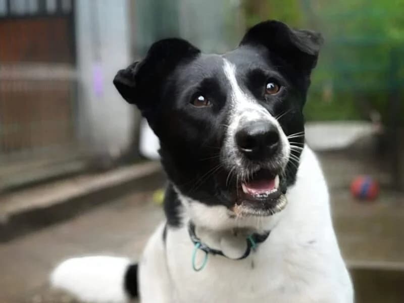 Fredy, Mixed Breed (Fundacja Azylu pod Psim Aniolem)