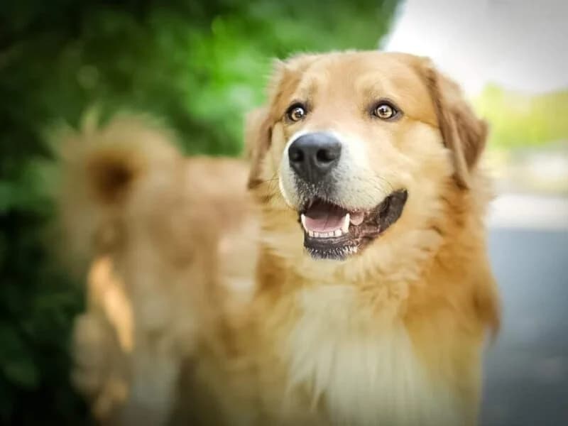 Frodo, Mixed Breed (Fundacja Azylu pod Psim Aniolem)