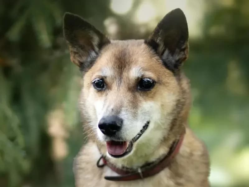 Hasz,  senior Mixed Breed for adoption at Fundacja Azylu pod Psim Aniolem, Warszawa