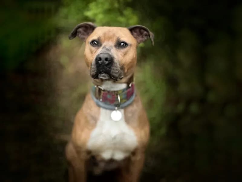 Ivo,  4yo Mixed Breed for adoption at Fundacja Azylu pod Psim Aniolem, Warszawa
