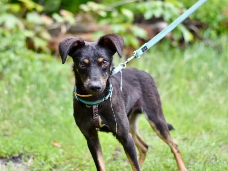 Jamal,  young Mixed Breed for adoption at Fundacja Azylu pod Psim Aniolem, Warszawa