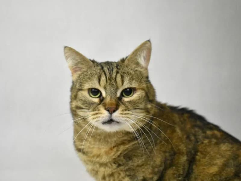 Jolcia,  senior Mixed Breed for adoption at Fundacja Azylu pod Psim Aniolem, Warszawa