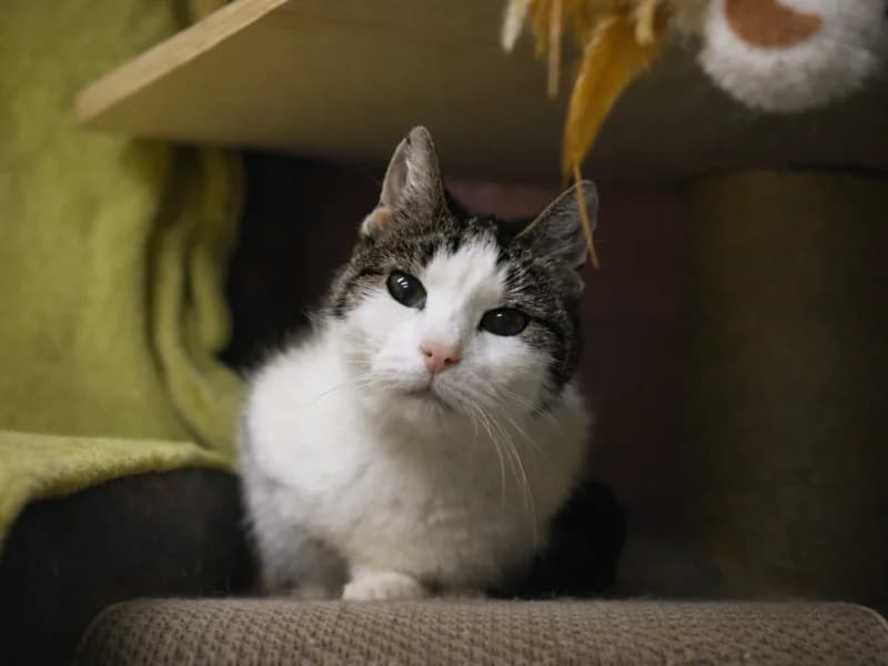 Kinia,  senior Mixed Breed for adoption at Fundacja Azylu pod Psim Aniolem, Warszawa