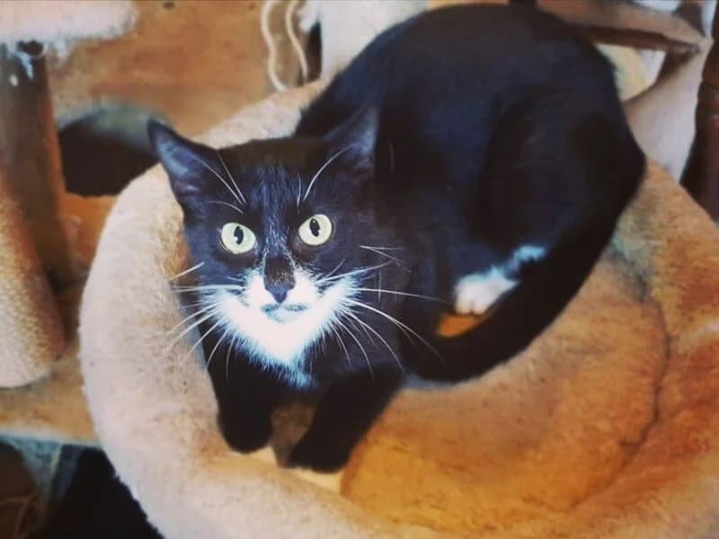 Koperta,  senior Mixed Breed for adoption at Fundacja Azylu pod Psim Aniolem, Warszawa