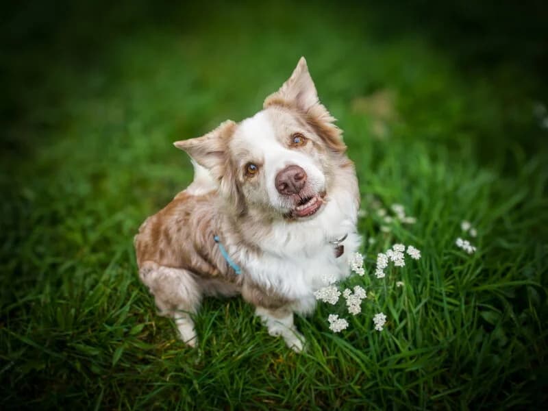 Korso,  senior Mixed Breed for adoption at Fundacja Azylu pod Psim Aniolem, Warszawa