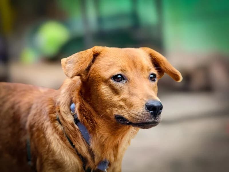 Laba, Mixed Breed (Fundacja Azylu pod Psim Aniolem)