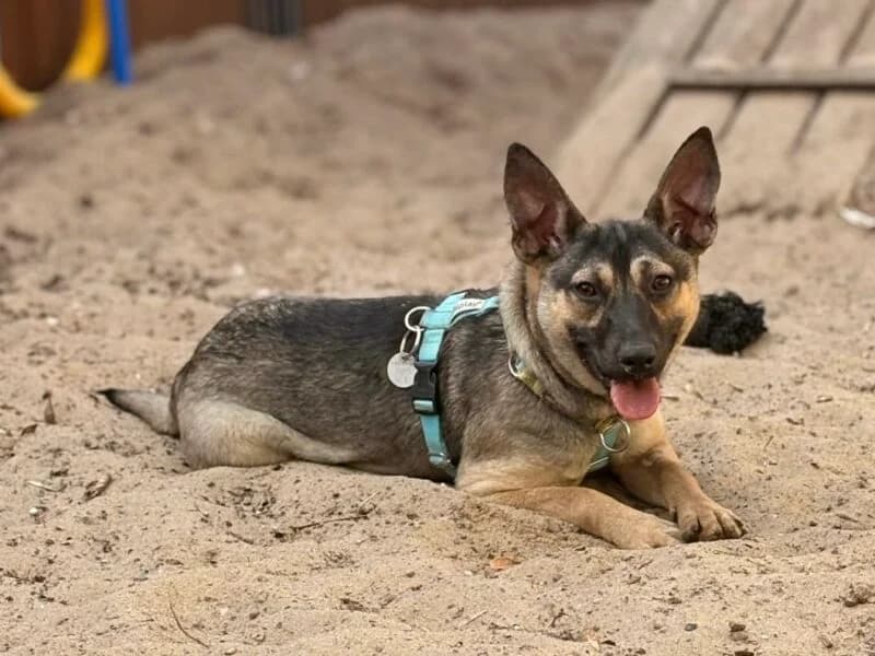 Lulka, Mixed Breed (Fundacja Azylu pod Psim Aniolem)