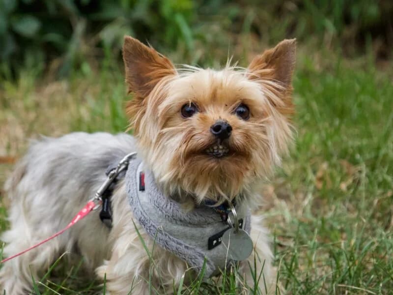 Łupinka,  4yo Mixed Breed for adoption at Fundacja Azylu pod Psim Aniolem, Warszawa