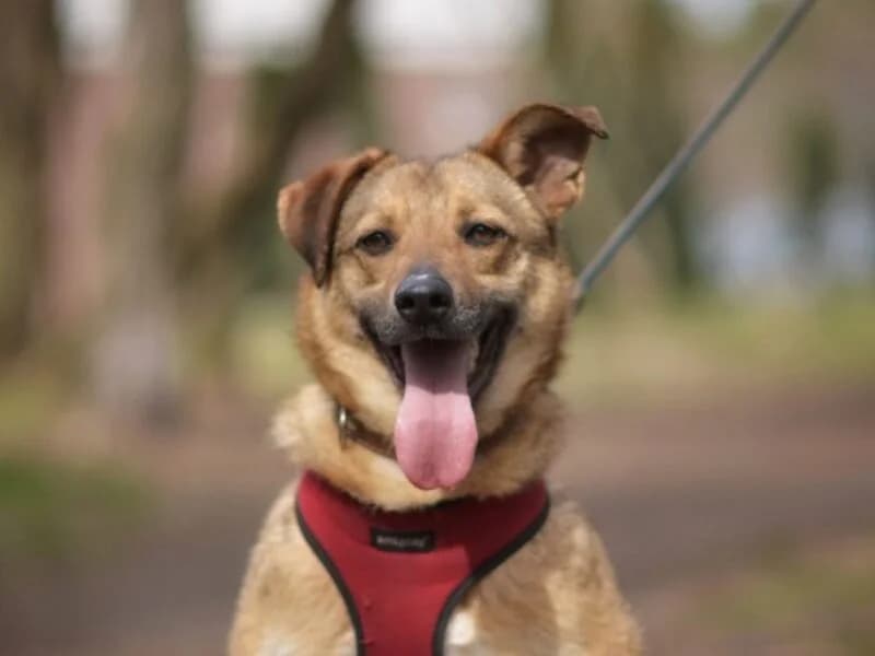 Marina, Mixed Breed (Fundacja Azylu pod Psim Aniolem)