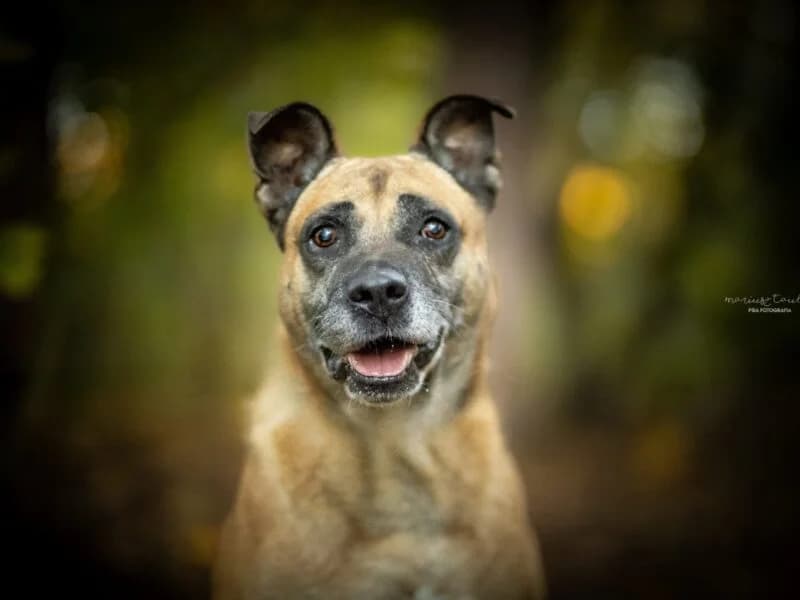 Miki, Mixed Breed (Fundacja Azylu pod Psim Aniolem)