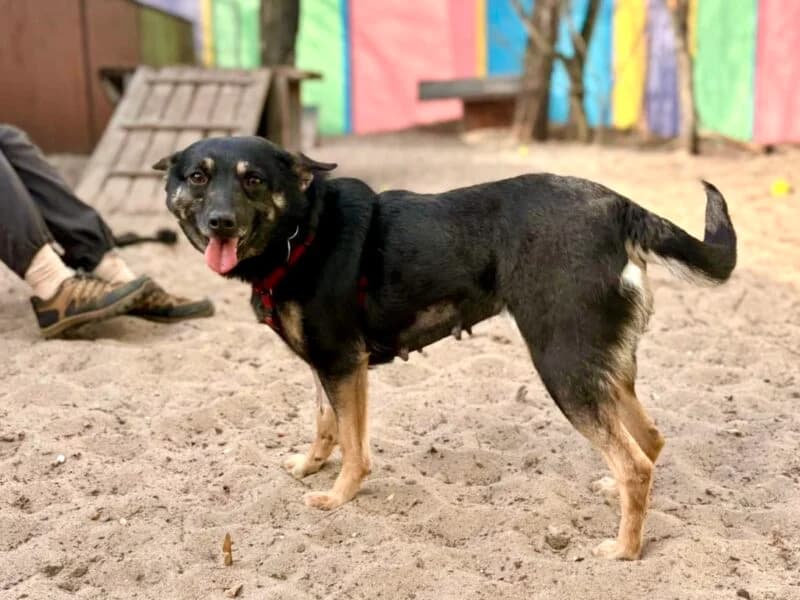 Miłka, 3yo Mixed Breed for adoption at Fundacja Azylu pod Psim Aniolem, Warszawa