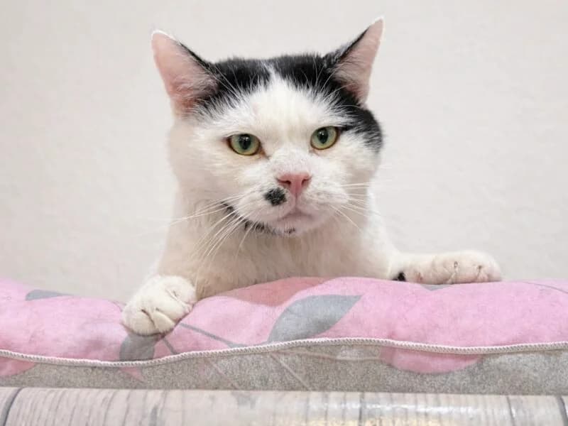 Mio, Mixed Breed (Fundacja Azylu pod Psim Aniolem)