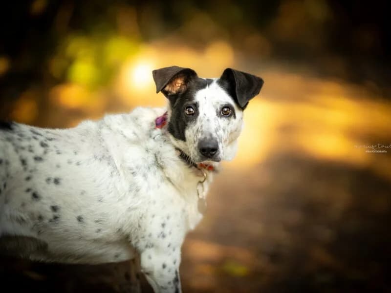 Mitzi, Mixed Breed (Fundacja Azylu pod Psim Aniolem)