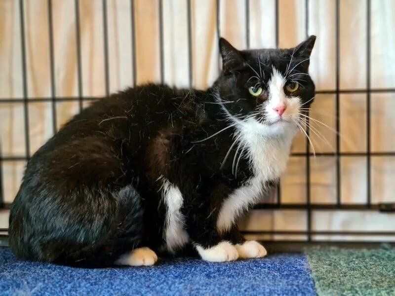 Modelka,  senior Mixed Breed for adoption at Fundacja Azylu pod Psim Aniolem, Warszawa