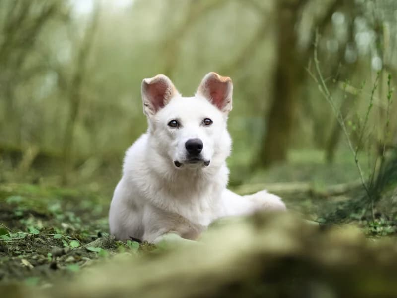 Modi, Mixed Breed (Fundacja Azylu pod Psim Aniolem)