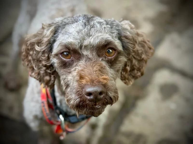Muffin,  6yo Mixed Breed for adoption at Fundacja Azylu pod Psim Aniolem, Warszawa